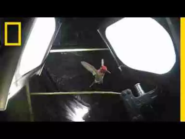 Video: What It Takes to Film Hummingbirds in Slow Motion | National Geographic